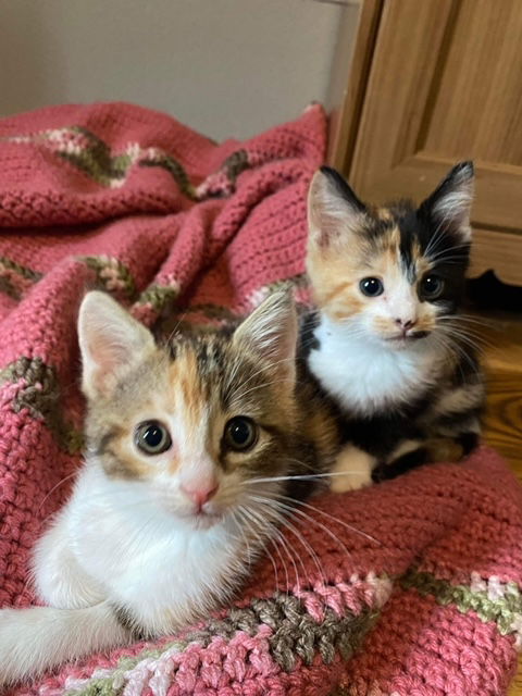 Cat – Penny