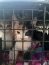 Cat – Penny