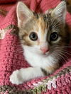 Cat – Penny