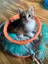 Cat – Penny