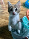 Cat – Penny