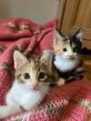 Cat – Clover