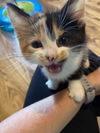 Cat – Clover