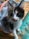 Cat – Clover