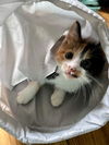 Cat – Clover
