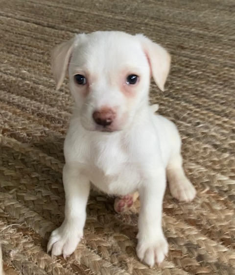 Finnley