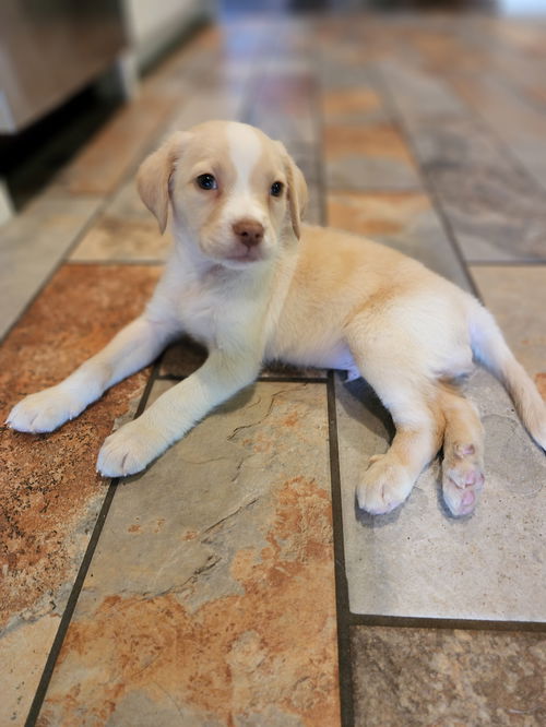 Finn