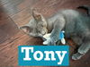 Cat Tony