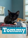 Tommy