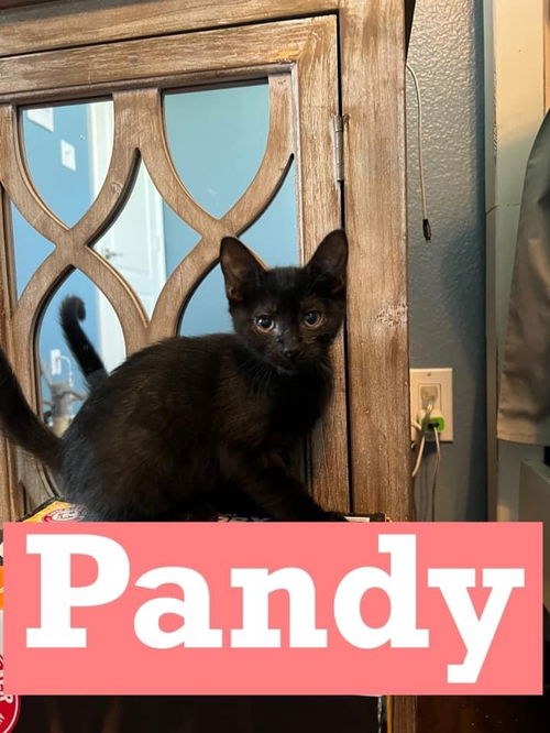 Cat Pandy (Pandora)