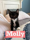 Molly