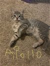 Cat Apollo