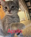 Cat Apollo