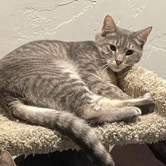 adoptable Cat in Fort Worth, TX named 