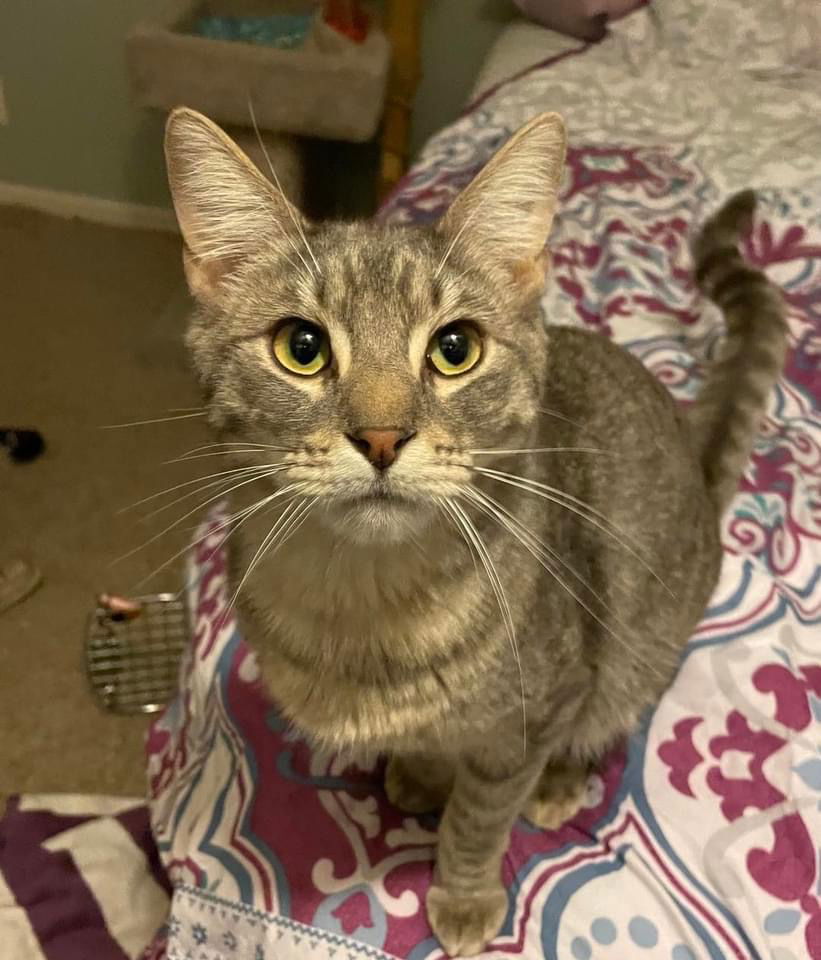 adoptable Cat in Fort Worth, TX named 