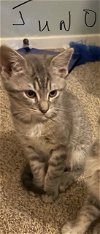 Cat Juno
