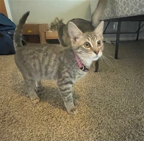 Cat Juno