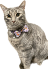 adoptable Cat in  named "Mercury"