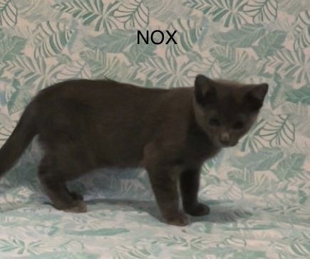 Cat Nox