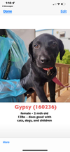 Gypsy