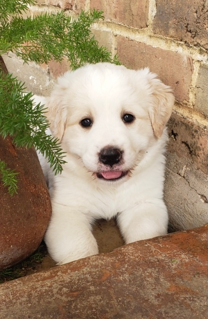 **Barney
