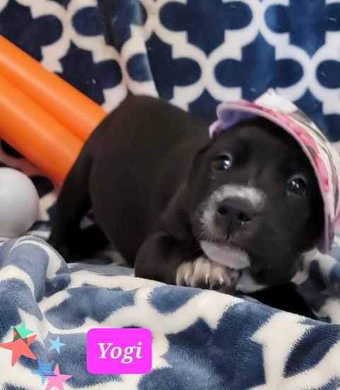 ^Yogi