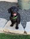 #Ozzie