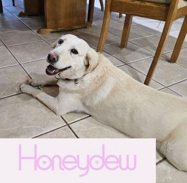 Honeydew