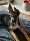 Murphy