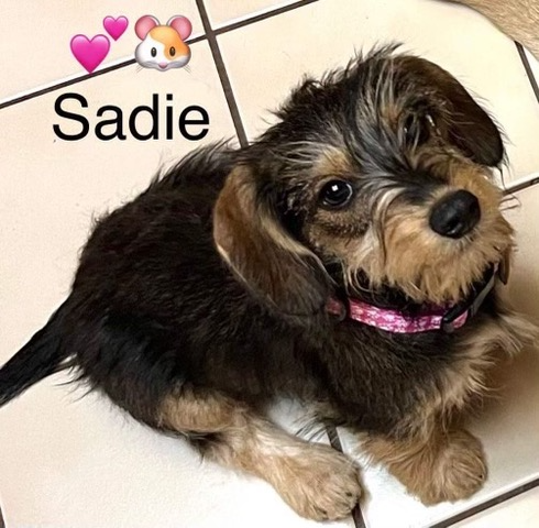 Sadie