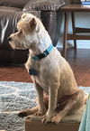Fiona
