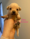 < Ebeneezer (Ebby)
