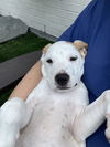 ^ Bruno