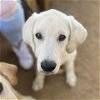 adoptable Dog in fort worth, tx, TX named Loretta