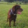 Monty