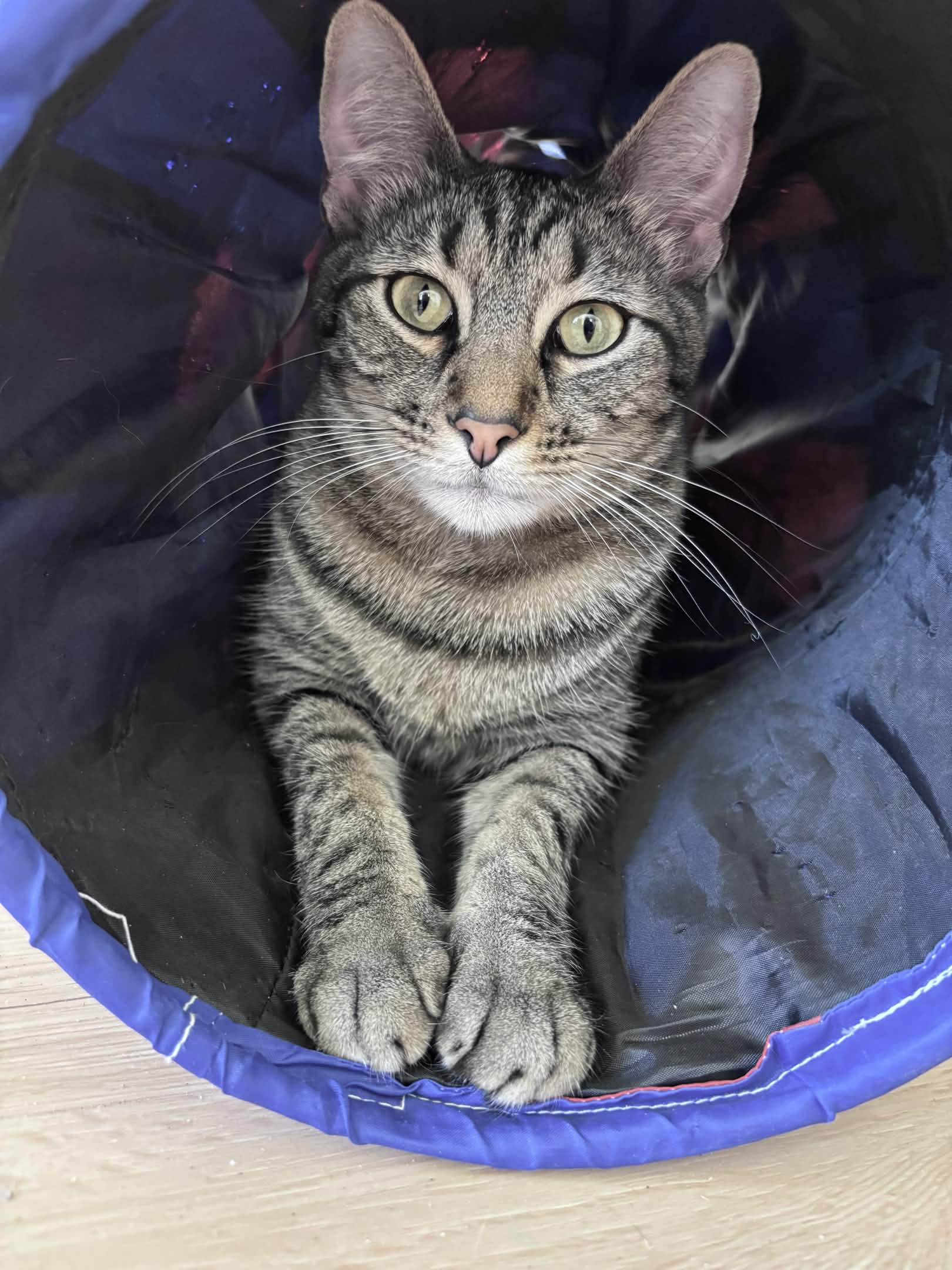 Groot - Bengal