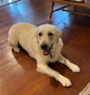 Roxie