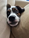 / Oreo