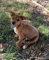 Hondo