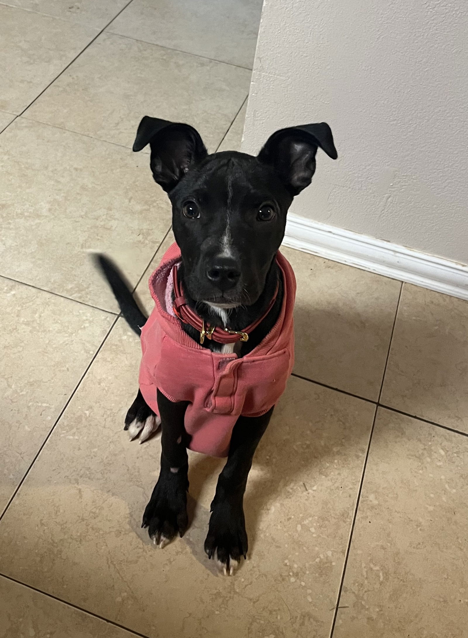 adoptable Dog in Fort Worth, TX named Raider