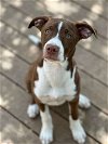 adoptable Dog in , Unknown named * Mirage