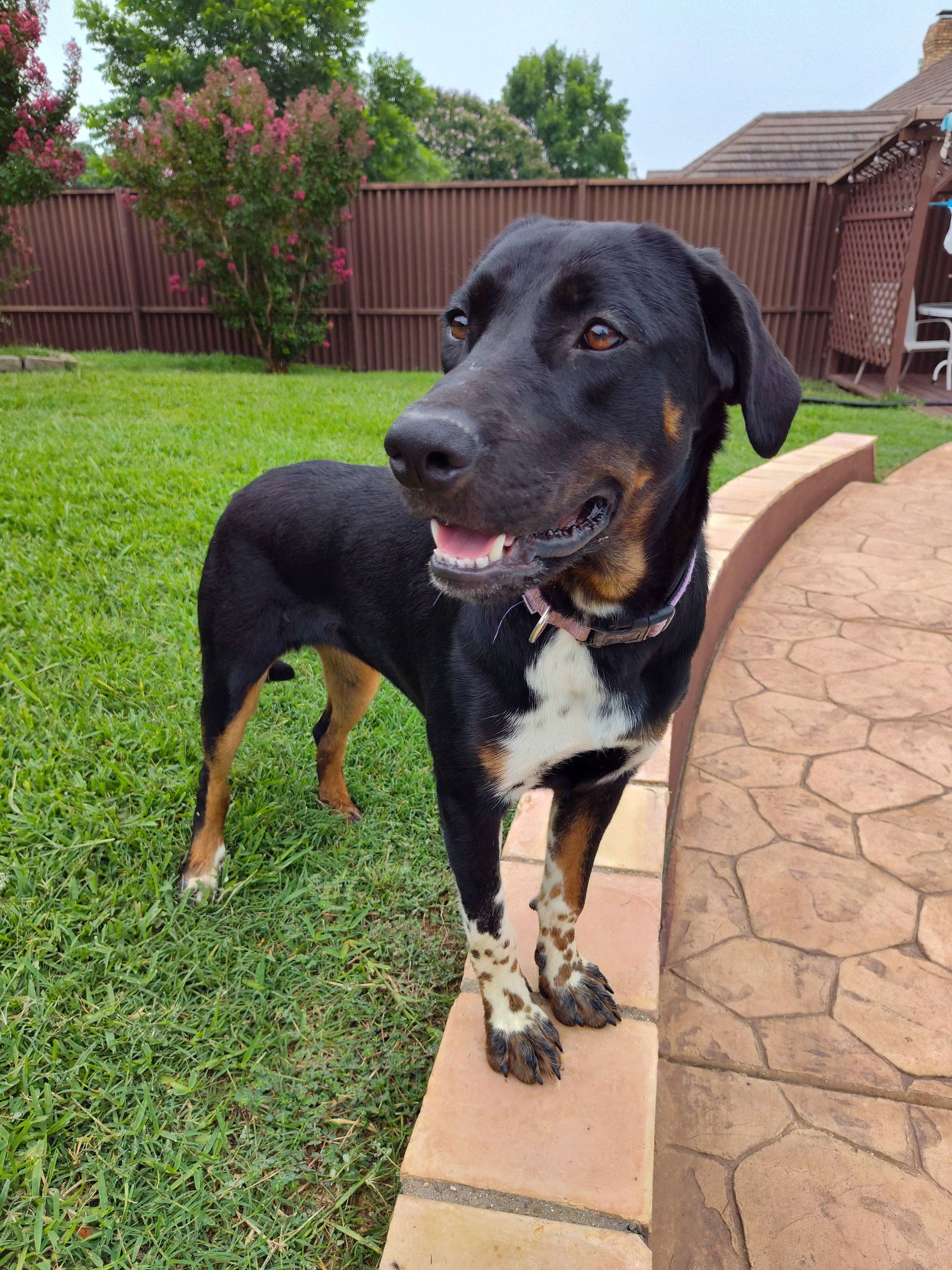 adoptable Dog in Fort Worth, TX named Thelma