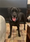 adoptable Dog in fort worth, tx, TX named Hazelnut