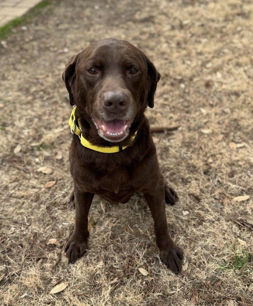 Hazel
