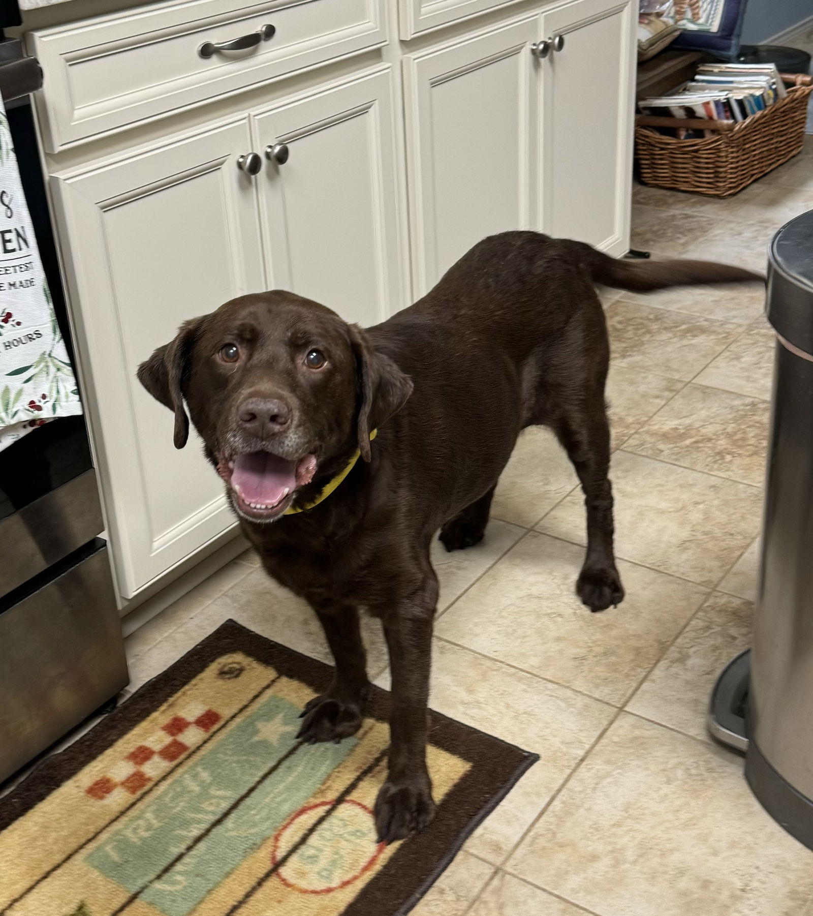 Dog for Adoption - HAZEL, a Labrador Retriever in Weatherford, TX ...