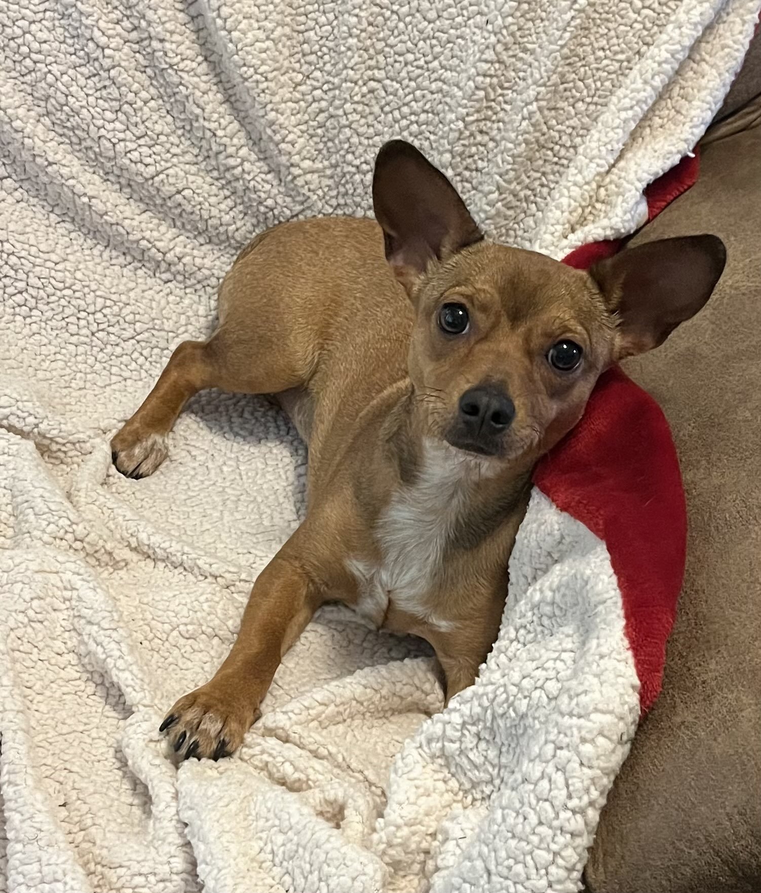 adoptable Dog in Fort Worth, TX named Olivia