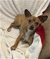 adoptable Dog in fort worth, tx, TX named Olivia