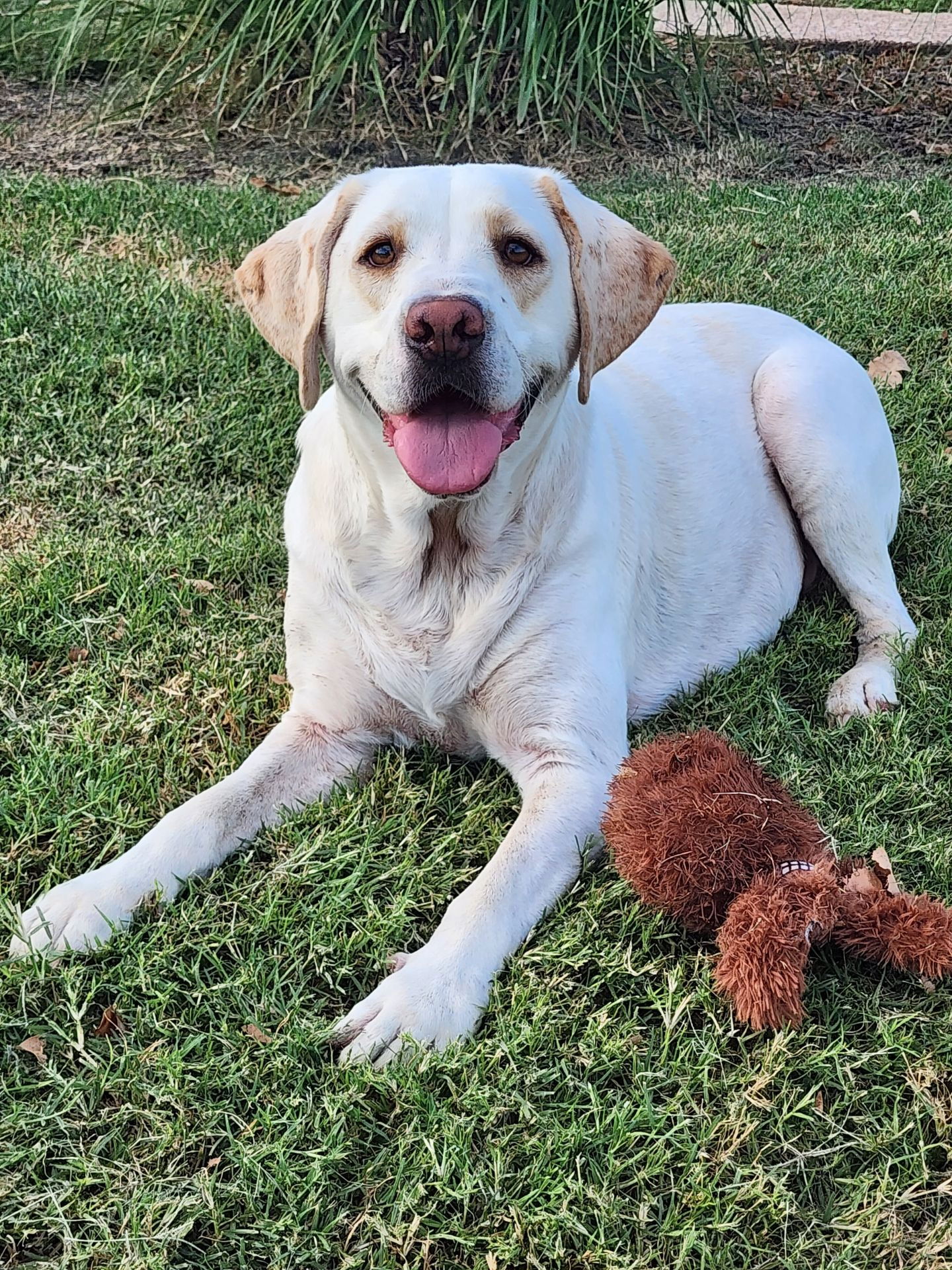 adoptable Dog in Fort Worth, TX named Tanya