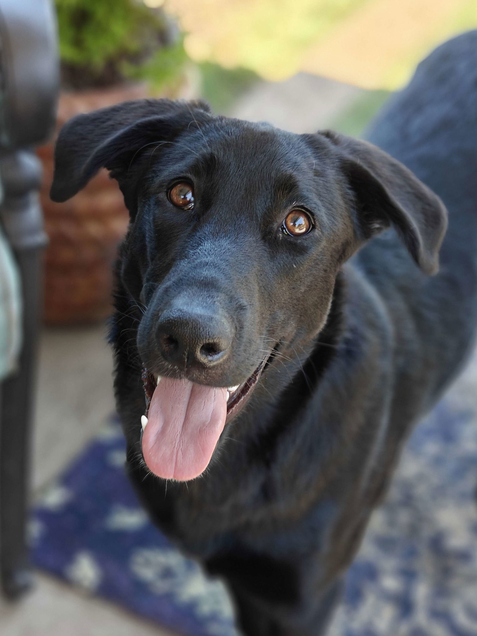 adoptable Dog in Fort Worth, TX named Diamond