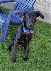 adoptable Dog in fort worth, tx, TX named Jade